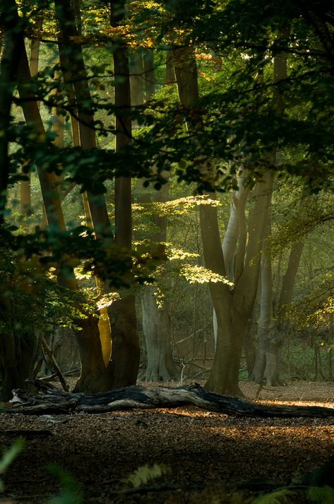 Environmental Reference, Trees In The Forest, Epping Forest, Nature Tree, Walk In The Woods, Tree Forest, Magical Forest, Alam Yang Indah, Green Beauty