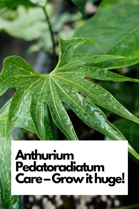 Unleash the potential of your Anthurium Pedatoradiatum with expert care tips. Whether you're a plant enthusiast or new to Anthuriums, this comprehensive guide shares the secrets to achieving impressive growth. IG Photo by: holiday_plantstudio Anthurium Care, Peat Soil, Anthurium Plant, Liquid Fertilizer, Mother Plant, New Growth, Grow Lights, Types Of Plants, Tropical Plants