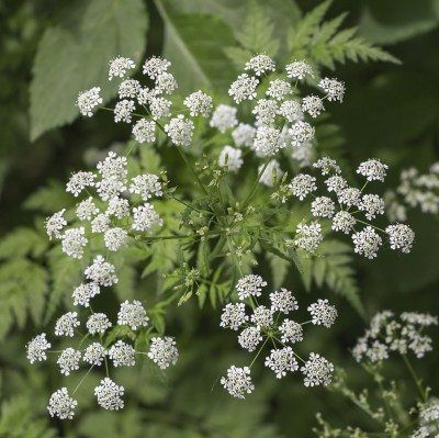 Poison Hemlock, Common Wildflowers, Deadly Plants, Daucus Carota, Ivy Plants, Poisonous Plants, Plant Problems, Invasive Plants, Plant Guide