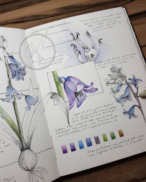 Botanical Illustration Sketchbook, Botanical Journal Sketch Books, Herbarium Book Ideas, Plants Sketchbook, Sketchbook Flowers, Nature Sketchbook, Botanical Sketchbook, Nature Sketch, Watercolor Journal