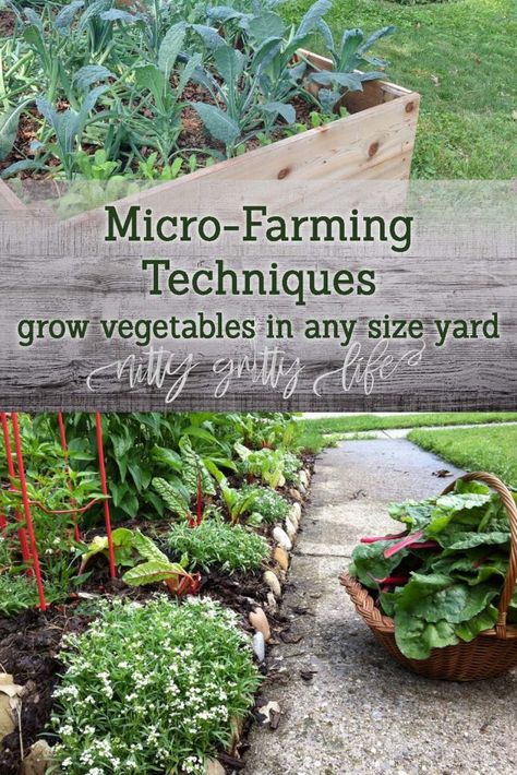 Micro Farming Techniques Micro Farming, Permaculture Garden, Micro Farm, Micro Garden, Funny Vine, Homesteading Ideas, Farming Techniques, Grow Vegetables, Permaculture Gardening