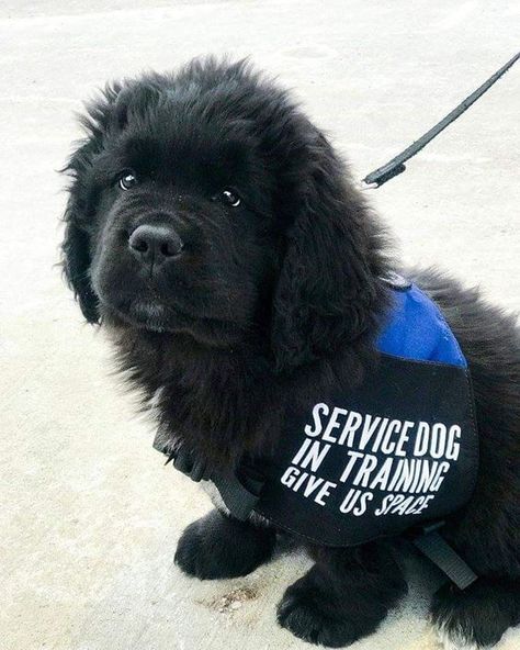 Newfoundland Service Dog, Chocolate Newfoundland, Service Dogs Breeds, Melting Heart, Psychiatric Service Dog, Newfoundland Puppies, Service Dogs Gear, Newfoundland Dogs, Service Dog Training