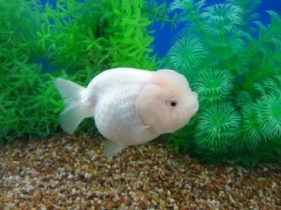 Ranchu Fish, Lionhead Goldfish, Goldfish Aquarium, Marine Fish Tanks, Pond Construction, Fancy Goldfish, Goldfish Tank, Aquatic Creatures, Construction Contractors