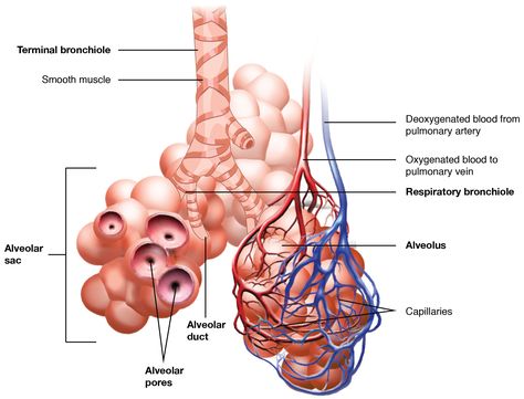 This image shows the bronchioles and alveolar sacs in the lungs and depicts the exchange of oxygenated and deoxygenated blood in the pulmonary blood vessels. Respiratory System Function, Free College Textbooks, Respiratory System Anatomy, Human Respiratory System, The Respiratory System, College Textbook, Respiratory Therapy, Nursing School Tips, Medical School Studying