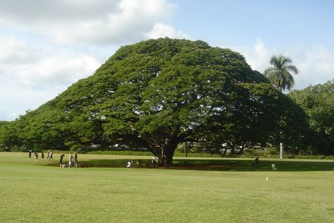 Samanea Saman, Golden Rain Tree, Rain Tree, Famous Trees, Dragon Tree, Tropical Tree, Tree Seeds, Deciduous Trees, When It Rains