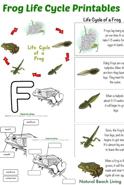 Frog Life Cycle Activities, Free Printables, Frog Unit Study perfect for the Spring, Natural Learning, Pond Life, Montessori Inspired, Letter F Preschool Letter F Preschool, Pagan Homeschooling, Frog Life Cycle Printable, Frog Unit Study, Reptiles Activities, Frog Life Cycle Activities, Life Cycle Activities, Frog Life Cycle, Natural Learning