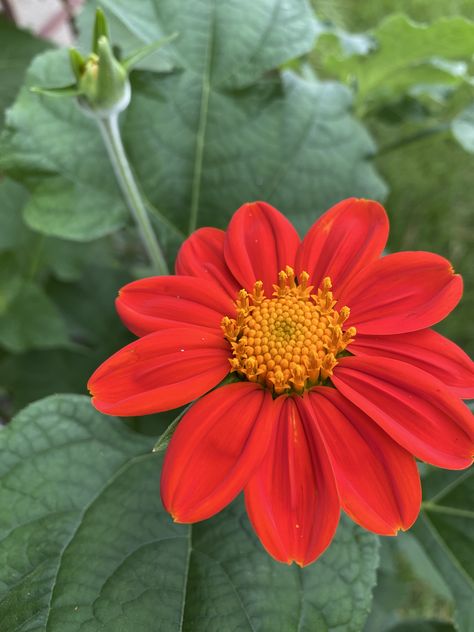 Tithonia Rotundifolia, Spanish Flowers, Mexican Sunflower, Sunflower Drawing, Amaryllis Flowers, Drawing Prompts, Illustration Art Drawing, Airbrush Art, Caribbean Cruise