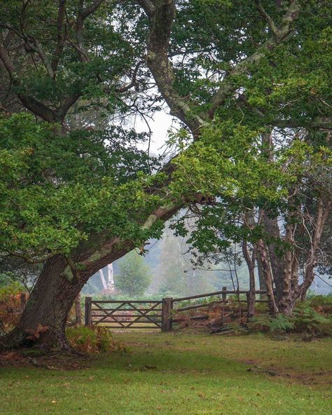 *🇬🇧 Misty day (New Forest National Park, Hampshire, England, UK) by Ariel Kozak (@ariel_a_k) • Instagram 🌳 Nov-20-2021 New Forest England, Hampshire House, Cosy Aesthetic, Uk Landscapes, Hampshire England, Forest Core, England Photography, Art Pics, Like Art