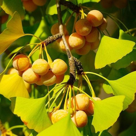 TomorrowSeeds - Ginkgo Biloba Tree Seeds - 15+ Count Packet - Maidenhair Gingko Fossil Silver Apricot Ginko Nut Fruit Cashew Perennial Trees Seed For 2024 Season - Walmart.com Ginkgo Biloba Tree, Maidenhair Tree, Spinach Seeds, Full Sun Perennials, Ginkgo Leaves, Herbs De Provence, Fruit Seeds, Tree Seeds, Ginkgo Biloba