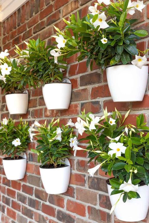 Six hanging wall planters on brick back patio wall Hanging Wall Planters Outdoor, Inexpensive Raised Garden Beds, Beautiful Raised Garden Beds, Hanging Garden Ideas, Wall Planters Outdoor, Small House Garden, Indoor Plant Wall, Hanging Wall Planters, Porch Plants