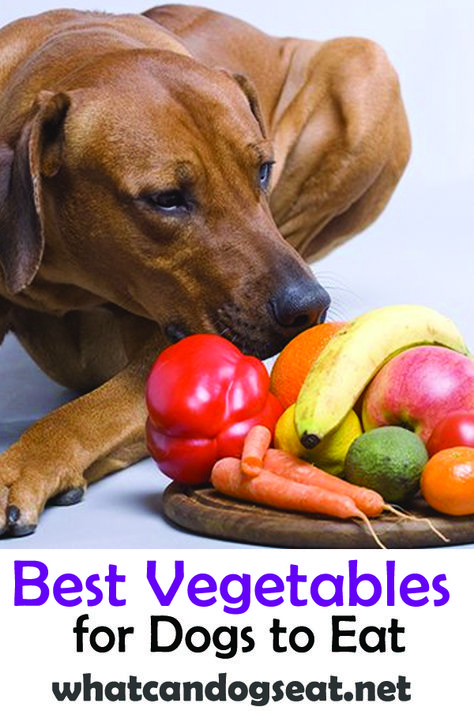 Vegetables Dogs Can Have, What Vegetables Can Dogs Eat, What To Feed Dogs, Yeast In Dogs, What Can Dogs Eat, Dog Raw Diet, Types Of Vegans, Dogs Treats, Dog Food Allergies