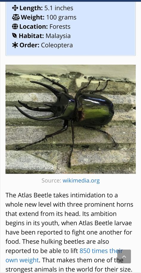 Atlas Beetle(strongest animal in the world for their size bcz they are able to lift 850 times their own weight) Atlas Beetle, Strongest Animal, Animals Lover, Forest Habitat, Dumpster Fire, Animals Of The World, Bugs, Animal Lover, Insects