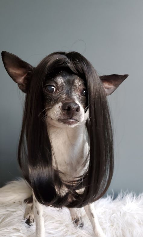 Dog With Wig, Halloween Costume Dog, Cute Wig, Rat Dog, Creepy Animals, Funny Dog Faces, Goofy Dog, Style Wig, Very Cute Dogs