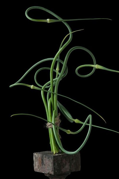 Garlic Scapes, Pratt Institute, Life Paint, Bangor, Food Photography Styling, Arte Floral, Culinary Arts, Ikebana, Daily News