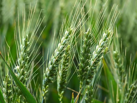 Green Wheat Ears in a Summer Wheat Field - Photo by AngieC - Image available to purchase as digital downloads, prints and gifts. Wheat Field Photos, Green Wheat Field, Summer Camera, Agriculture Photography, Green Wheat, Golden Harvest, Kawaii Background, Photography Store, Wheat Field