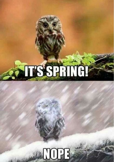 It’s spring! Nope. Spring Meme, Winter Humor, Spring Funny, Funny Owls, Morning Humor, Pics Art, Funny Stories, Animal Memes, Bones Funny