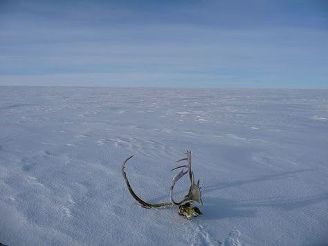 Skull on frozen tundra Arctic Horror, Tundra Aesthetic, Dnd Worldbuilding, Dark Deck, Ranger Dnd, Frozen Tundra, The Thing 1982, The Long Dark, Animal Reference