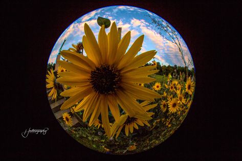 Sunflower Pfp, Dp Flowers, Sunrise Shoot, Fisheye Photography, Flower Sunflower, Fish Eye, Fish Eye Lens, Morning Sunrise, Clock Art