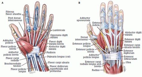 Hand anatomy Upper Limb Anatomy, Hand Anatomy, Human Body Organs, Medicine Notes, Trigger Finger, Muscle Anatomy, Human Anatomy And Physiology, Hand Therapy, Body Anatomy