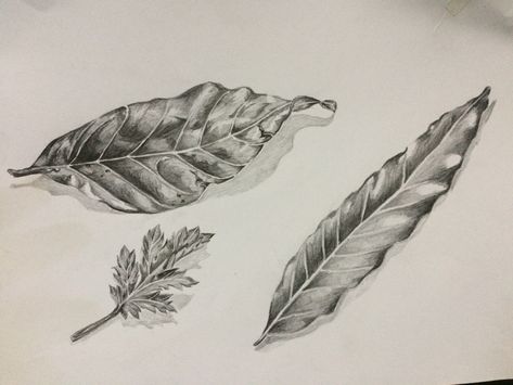 Leaves Drawing Pencil, Leaves Sketch Pencil, 3d Mehendi, Plant Leaves Drawing, Foliage Drawing, Sketch Marvel, Natural Drawing, Maple Leaf Art, Drawing Leaves