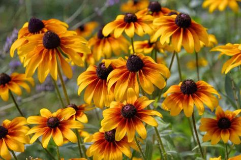 Beautiful black-eyed Susans are a quintessential part of the summer garden. Learn all about Growing black-eyed Susans in this guide. Black Eyed Susan Seeds, Grow From Seed, Seed Raising, Small Yellow Flowers, Yellow Petals, Starting Seeds Indoors, Avocado Tree, Beautiful Flowers Photos, Growing Seeds