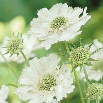 White Scabious, Claire King, Birtsmorton Court, Scabiosa Caucasica, Amy Walker, Cut Flower Garden, Moon Garden, White Wedding Flowers, Hardy Perennials