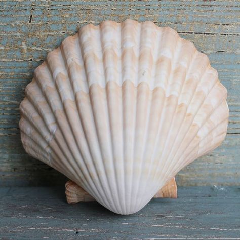 Beach Themed Wedding Favors, Sea Shell Wedding Decor, Beach Themed Wedding, Botanical Sketchbook, Seashell Wedding, Shell Craft, Carved Wood Wall Art, Yellow Cups, Surf Decor