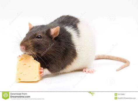 Home rat eating cheese. Home rat eating tasty cheese isolated on white #Sponsored , #rat, #eating, #white, #isolated, #Home Rat Eating, Rat Pet, Rats And Mice, Spirit Animals, House Mouse, Rodents, Taxidermy, Rats, Mice