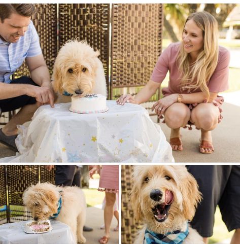 Gender Reveal Cake For Dogs, Gender Reveal Ideas Dog, Gender Reveal Dog Cake, Dog Gender Reveal Cake, Gender Reveal Ideas With Dog, Dog Gender Reveal Ideas, Gender Reveal Intimate, Gender Reveal With Dog, Cake For Gender Reveal