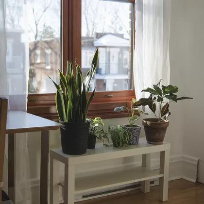 Choose plants that can tolerate a variety of light situations. Since you may not know which direction your dorm is facing before you arrive, this can help you choose plants that are more likely survive whether you have much light or less light. #Plants #PlantCare #Dorm #PlantParent #TheSpruce Plants For Dorm Rooms, Small Dorm Room, Best Grow Lights, Small Dorm, Dorm Room Organization, Pot Hanger, Small Space Organization, Green Curtains, Dorm Room Inspiration