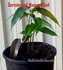 Multiple seedling germinated in a polyembryonic mango seed Mango From Seed, Growing Mango From Seed, Mango Tree From Seed, Grow Mango, Mango Plant, Growing Fruit Trees, Growing Tomatoes In Containers, Mango Seed, Growing Gardens