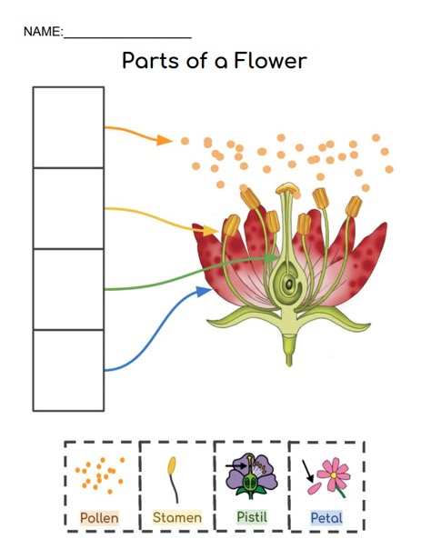 Part Of Flower, Flower Parts, Parts Of Flower, Parts Of A Flower Worksheet Preschool, Flower Parts Worksheet, Part Of Flower Worksheet, Parts Of A Flower Worksheet, Diagram Of A Flower, Types Of Plants Worksheets For Grade 1