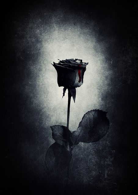 Black Roses Wallpaper, Blood Wallpaper, Black Rose Flower, Whatsapp Profile Picture, Gothic Rose, Gothic Wallpaper, Aesthetic Roses, Image Swag, Whatsapp Dp Images