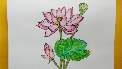 Easy lotus flower drawing with Pencil color Rose Drawing Pencil, Drawing To Draw, Realistic Flower Drawing, Lotus Flower Drawing, Cute Flower Drawing, Drawing With Pencil, Beautiful Pencil Drawings, Simple Flower Drawing, Easy Step By Step Drawing