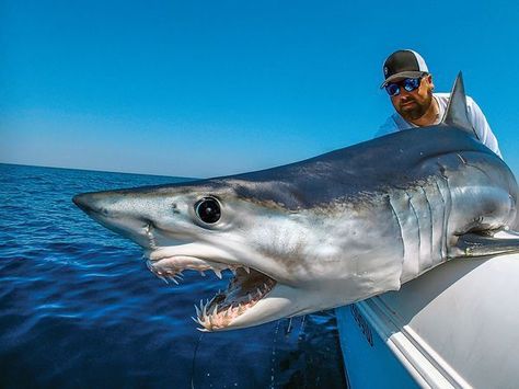 Shark Photos, How To Fish, Rare Fish, Sailboat Living, Shark Pictures, Big Shark, Bull Shark, Mako Shark, Outer Banks North Carolina