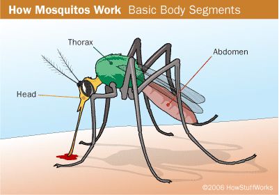 The basic body segments of a Mosquito Female Mosquito, Insects Preschool, Fun Facts About Animals, Teacher Memes, Facts For Kids, Bible Lessons For Kids, Easy Science, Insect Art, Homeschool Science