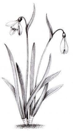 Snow Drops Flowers, Flower Tattoo Drawings, Simple Line Drawings, Botanical Tattoo, Botanical Drawings, Ink Illustrations, Pen Drawing, Tattoo Sketches, Botanical Illustration