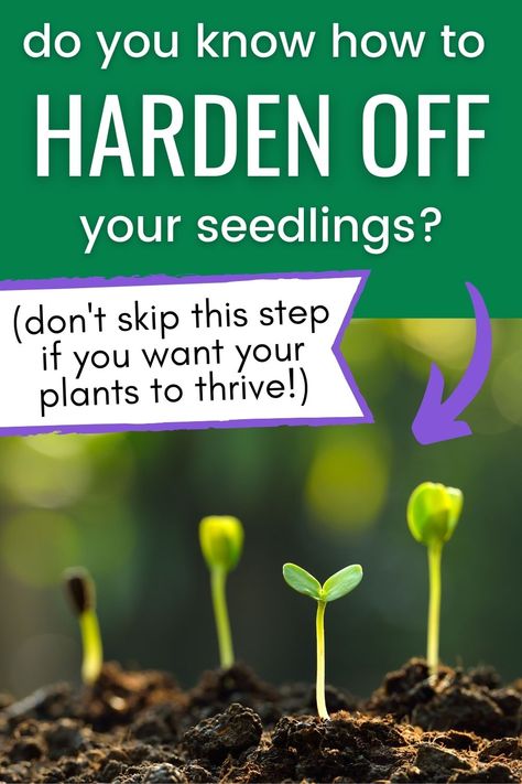 Hardening Off Seedlings, Growing Vegetables In Pots, Tomato Seedlings, Medicinal Garden, Skip It, Starting Seeds Indoors, Vegetable Garden Diy, Plant Seedlings, Backyard Vegetable Gardens