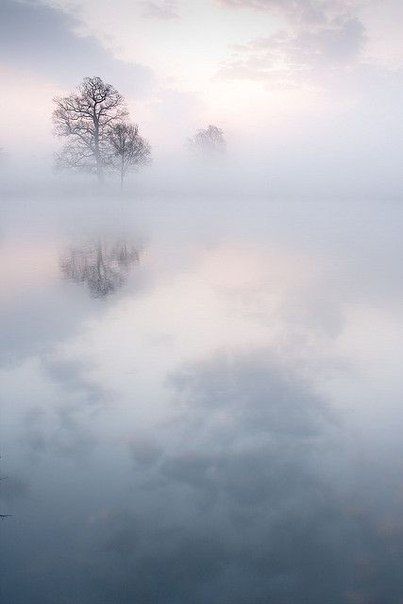 Two Trees, Pastel Decor, The Fog, Nature Beauty, Beautiful World, Pretty Pictures, Beautiful Landscapes, Wonders Of The World, Mother Nature