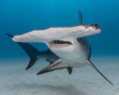 Porbeagle Shark, Scary Shark Pictures, Underwater Shark Photography, Shark From Above, Great Hammerhead Shark, Sharks From Above, Hammerhead Shark From Above, Silly Sharks, Hammerhead Sharks