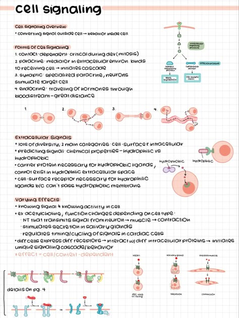 Goodnotes Biology Notes, Pretty Notes Ipad, Goodnotes Examples, Emt Basic, Notes Format, Goodnotes Notes, Study Guide Template, Bio Notes, Biochemistry Notes