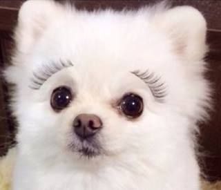 it's a dog with fake eyelashes. just look at it Funny Animal Memes, Fake Eyelashes, Funny Animal, Animal Memes, False Eyelashes, A Dog, Baby Toys, Husky, Funny Animals