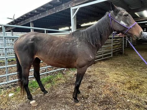 Rescue Horse, Bay Horses, Horse Rescue, Bay Horse, Dream Family, Barrel Racing, Pretty Horses, Humane Society, Dressage