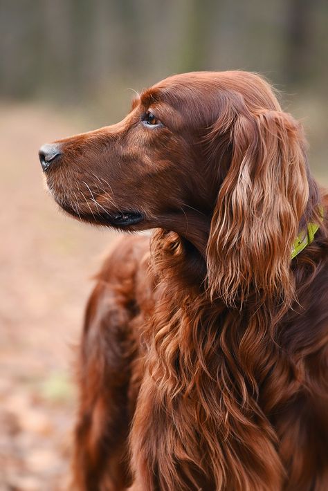 Irish Setter Puppy, Irish Red Setter, Irish Setter Dogs, Irish Setter, Dog Id, Dog Images, Hunting Dogs, Dog Show, Baby Dogs