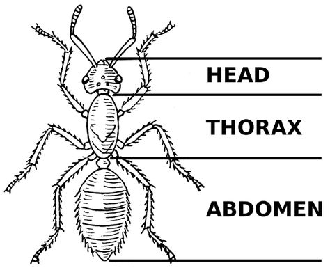 Learn About Ants and Ant Colonies for Kids With This Fun Story Insect Body Parts, Insect Unit Study, Insects For Kids, Insect Unit, Insect Coloring Pages, Insects Preschool, Ant Colony, Insects Theme, Science Journal