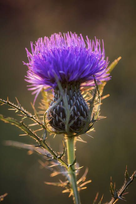 . Bull Thistle, Purple Thistle, Thistle Flower, Scottish Thistle, Airbrush Art, Arte Inspo, English Garden, Flower Beauty, Ikebana