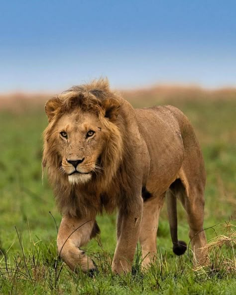 Lion Background, Lion King Animals, Lion Sketch, Elephant Photography, Lion Cat, Lion Photography, Lions Photos, Lion And Lioness, Wild Animals Pictures