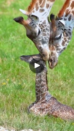 Protect Nature, Kenya Safari, Tall Tales, African Wildlife, Baby Giraffe, Animal Videos, A Mother, Animal Gifs, Wildlife Photography