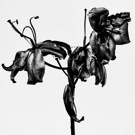 Dark Tattoos Aesthetic, Withered Flowers Drawing, Withered Flower Illustration, Withered Flower Tattoo, Withered Flower Drawing, Tattoo 2022, Withered Flower, Wilted Flowers, Scattered Flowers