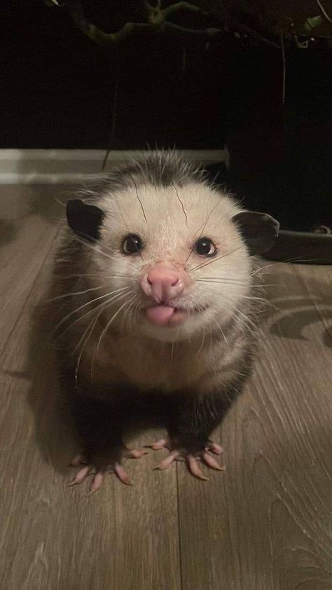 Opossum Obsession | Am I not the cutest thing you've ever seen😍😍 | Facebook The Cutest